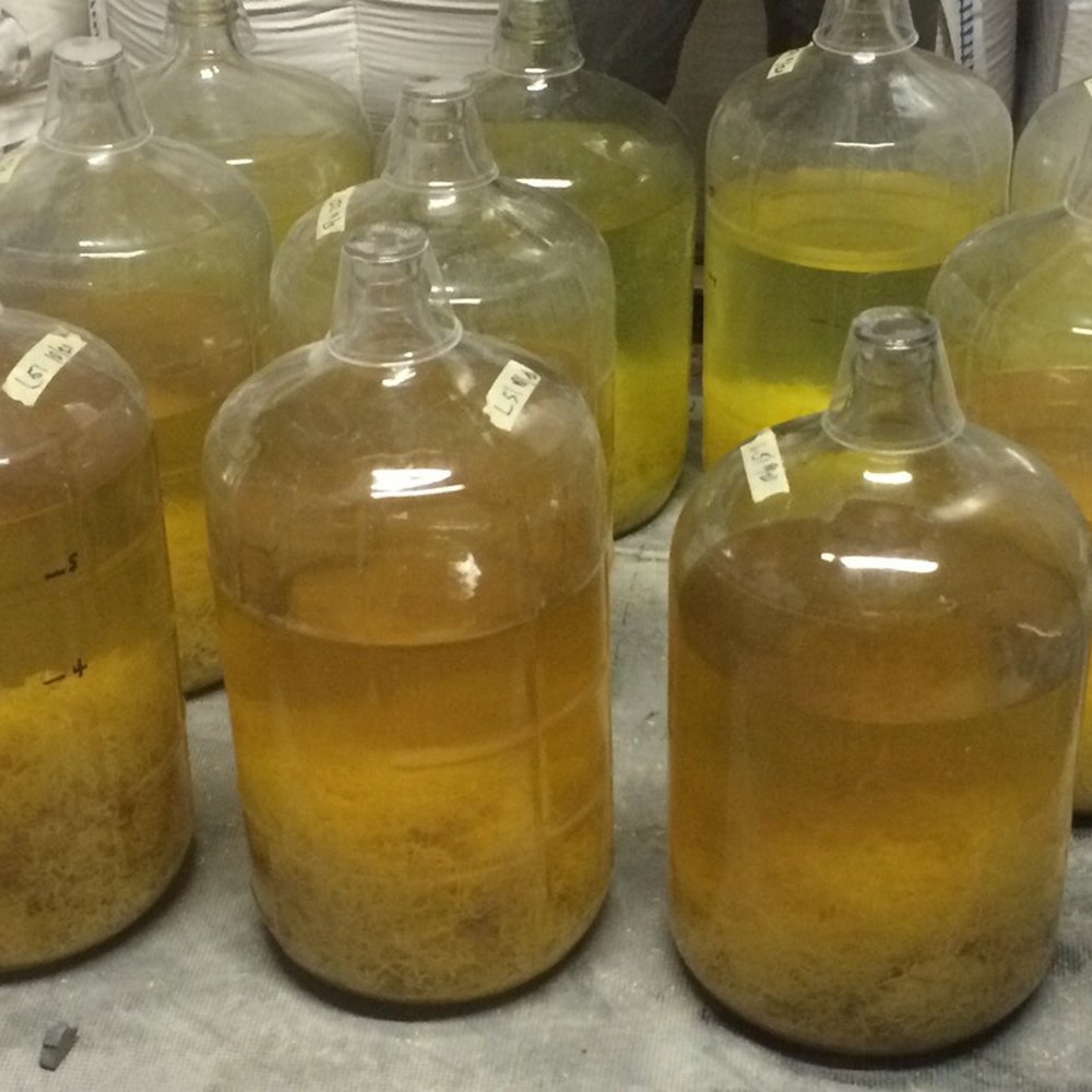 Letterpress Distilling - Ahhh lemoncello with organic lemon zest in the making. So yummy. - Distilleries Near Me - Seattle, Washington