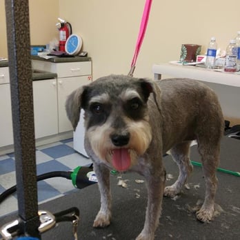 Gone To The Dogs - Pet Groomers Near Me - Jupiter, Florida Gone To The Dogs - Pet Groomers Near Me - Jupiter, Florida