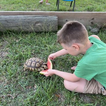 Veritas Farm & Garden - Turtles - Pick Your Own Farms Near Me - Conway, South Carolina Veritas Farm & Garden - Turtles - Pick Your Own Farms Near Me - Conway, South Carolina