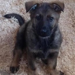 Zaheer (9 weeks old) is the 3rd German shepherd we have gotten from Tyson Kennels. Zaheer (9 weeks old) is the 3rd German shepherd we have gotten from Tyson Kennels.
