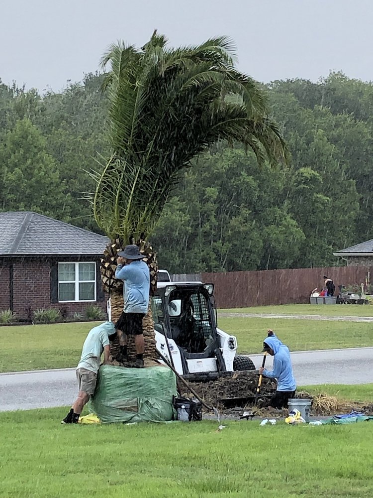 JAX PALM TREES Updated September 2024 37 Photos & 11 Reviews