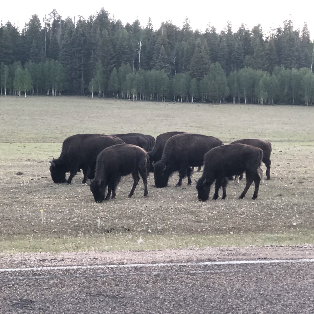 Grand Canyon Lodge - On the way in! We saw bison going in and coming out - Hotels Near Me - North Rim, Arizona Grand Canyon Lodge - On the way in! We saw bison going in and coming out - Hotels Near Me - North Rim, Arizona