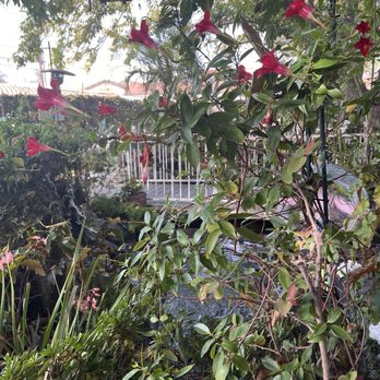 Shenandoah At the Arbor - Outside patio - Southern Near Me - Los Alamitos, California