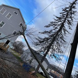 Martinez Tree Work