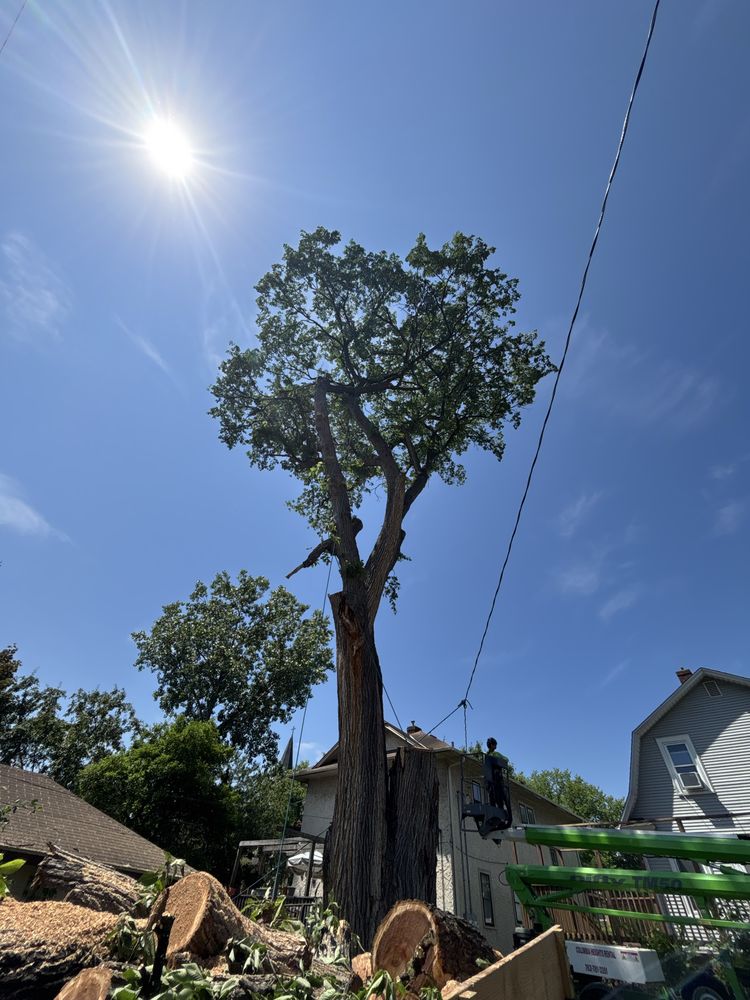 MDT Quality Tree services - tree service in Mounds view, MN