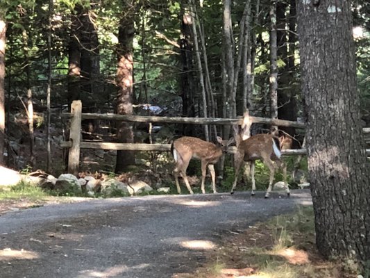 Chambers Oceanfront Cottages by null