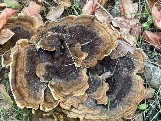 Trione-Annadel State Park by null