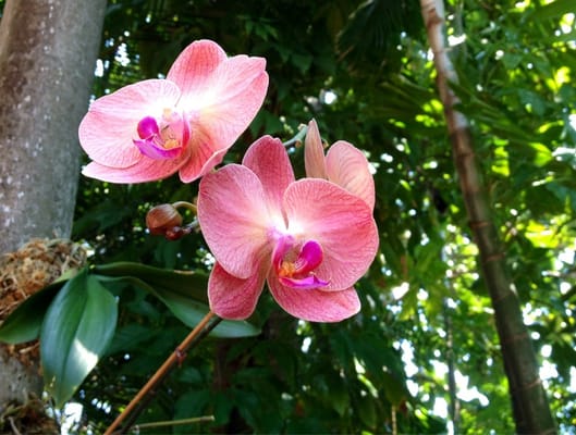 Audubon House & Tropical Gardens by null