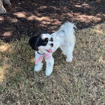 Good Dog Spa - Sooo cute - Pet Groomers Near Me - Carrollton, Texas Good Dog Spa - Sooo cute - Pet Groomers Near Me - Carrollton, Texas
