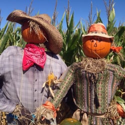 College Run Farms - The scarecrows welcoming the corn maze ($3 per person--children under 5 are free).