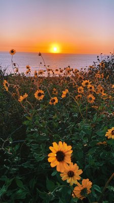 Sunset Cliffs Coastal Trail (Linear Park) by null