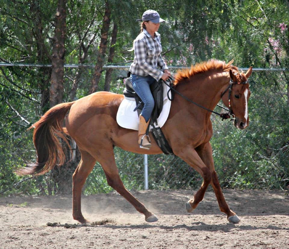 REGAL HORSEMANSHIP - Updated October 2025 - 707 Main St, Ramona ...