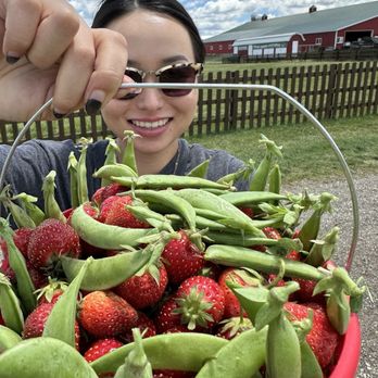 Stade's Farm & Market - Strawberries and sugar snap peas - Farmers Market Near Me - McHenry, Illinois Stade's Farm & Market - Strawberries and sugar snap peas - Farmers Market Near Me - McHenry, Illinois