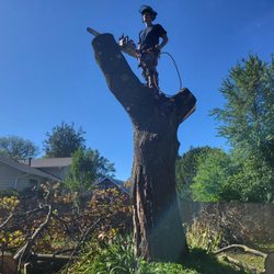 Rapids Brothers Tree