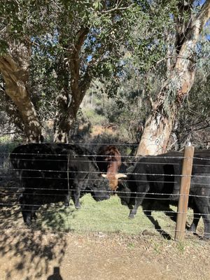Black Star Canyon Falls Trailhead by null