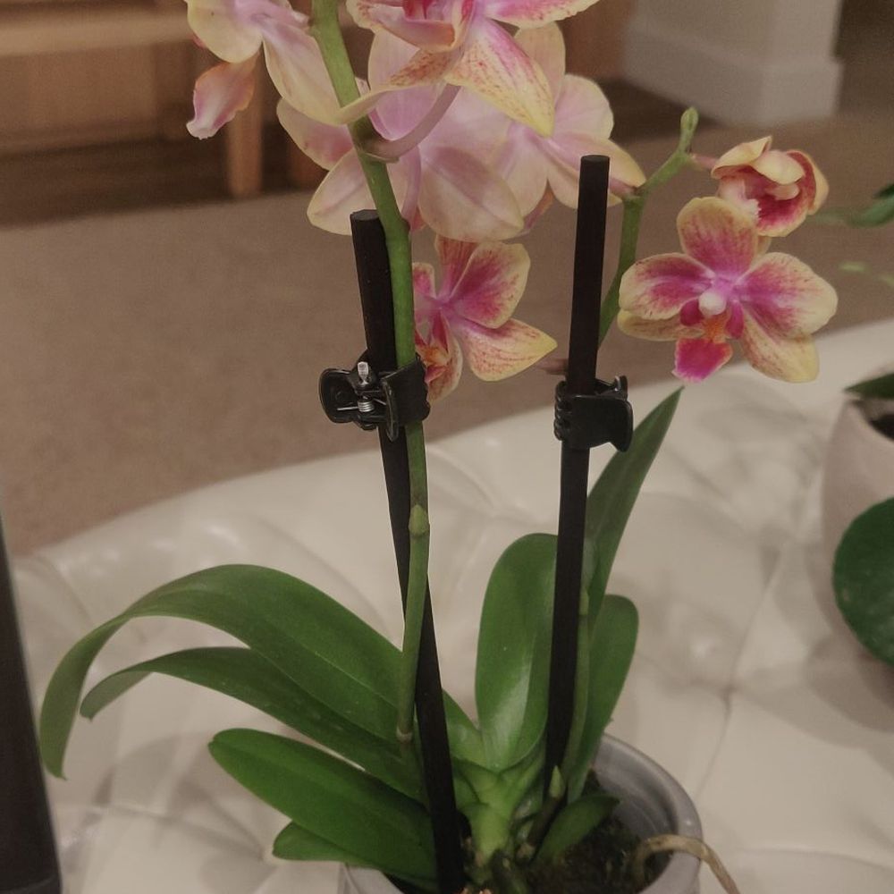 Trader Joe's - Mini orchid - Grocery Near Me - Boulder, Colorado Trader Joe's - Mini orchid - Grocery Near Me - Boulder, Colorado