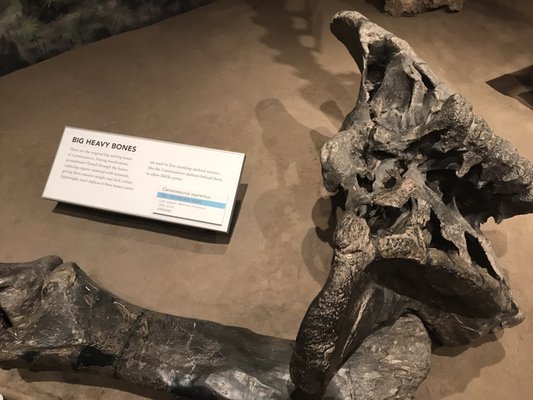 Royal Tyrrell Museum by null