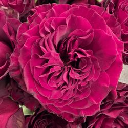 Virginia Beach Florist - Every rose color you can imagine