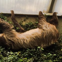 Oasi di Sant'alessio di Turini Antonia - Sloth upside down