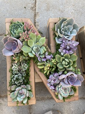 succulent types names Types of Succulents | Digital Printable Succulent Identification Chart