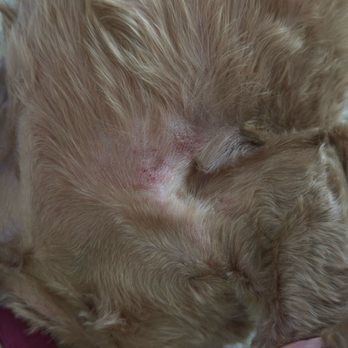 PetSmart - Scabs from razor cuts! - Pet Stores Near Me - Phoenix, Arizona