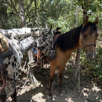 Flying horse adventures - Horseback Riding Near Me Flying horse adventures - Horseback Riding Near Me