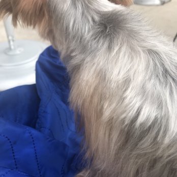 PetSmart - Pet Training Near Me - Fairfax, Virginia
