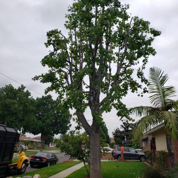 tree service - After pic - Tree Services Near Me tree service - After pic - Tree Services Near Me