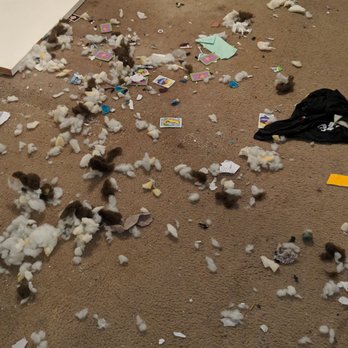 K911! - The shredded fluff disaster. I couldn't clean it without being bitten. - Pet Training Near Me K911! - The shredded fluff disaster. I couldn't clean it without being bitten. - Pet Training Near Me