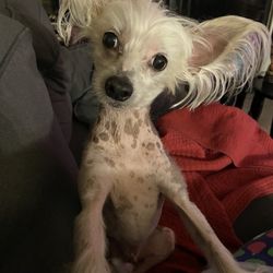 Harrison Animal Clinic - Romeo!