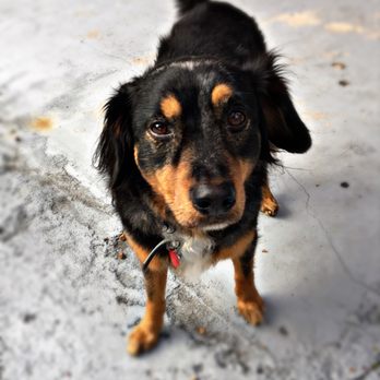 Quality Dog Training - Pet Training Near Me Quality Dog Training - Pet Training Near Me