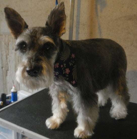 PAWFECTION DOG GROOMING Updated October 2024 328 E 400th N, Spanish Fork, Utah Pet