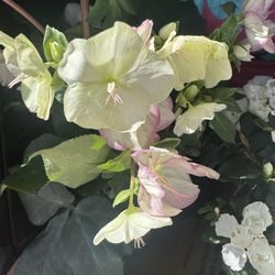 Longview Mall - I had never seen Lenten roses and they are simply amazing!