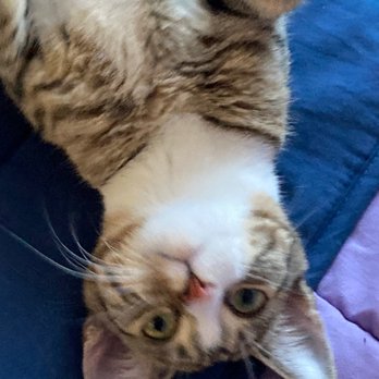 Posh Pets Rescue - Track Star Cayenne aka "Bittles" - Animal Shelters Near Me - Long Beach, New York
