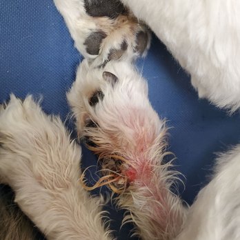 Luv-n-Paws - Pet Groomers Near Me - Hesperia, California