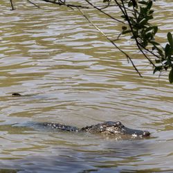Avery Island