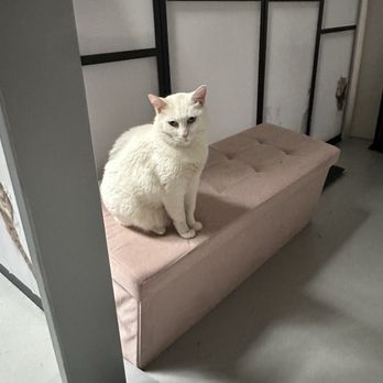 Kitty Kisses Cat Cafe - Duchess!! - Themed Cafes Near Me - Reno, Nevada Kitty Kisses Cat Cafe - Duchess!! - Themed Cafes Near Me - Reno, Nevada