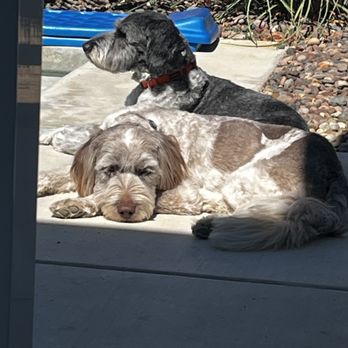 Fantasy Spa Mobile Pet Grooming - Betty (in the back) & Wilma. - Pet Groomers Near Me