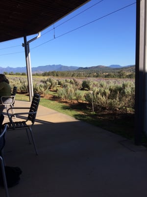 Kooroomba Vineyards and Lavender Farm. by null