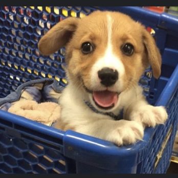 K9 Paw Print Rescue - I found my angel! - Animal Shelters Near Me K9 Paw Print Rescue - I found my angel! - Animal Shelters Near Me