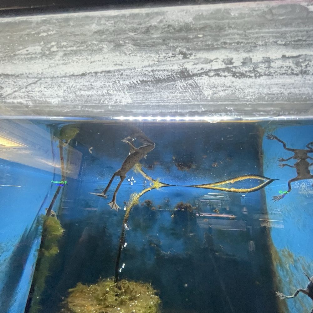 Nolan's Aquarium - Emaciated frogs. Filthy tank, another sad burnt out air pump and nasty sponge filter - Aquariums Near Me - Santa Ana, California