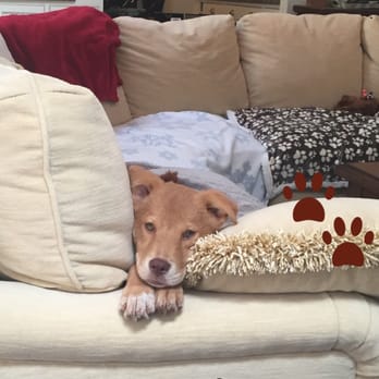 Ruff House Rescue - Pet Adoption Near Me