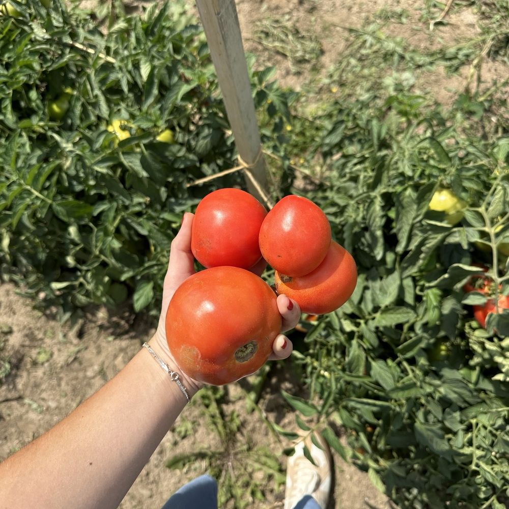 Navarino Orchard - Tomato Picking - Fruits & Veggies Near Me - Syracuse, New York
