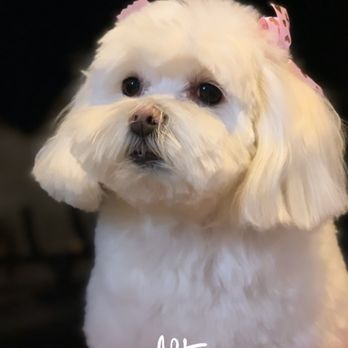 Doggie Styles - Pet Groomers Near Me - Glendora, California