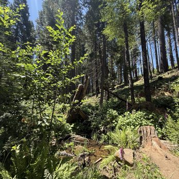 Yosemite Mountain Sugar Pine Railroad - Tours Near Me - Fish Camp, California