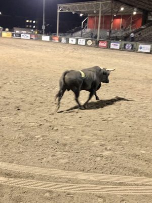 Jackson Hole Rodeo by null