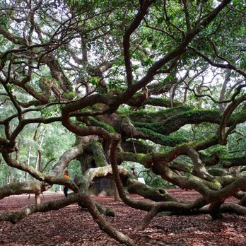 Angel Oak - Parks Near Me - Johns Island, South Carolina