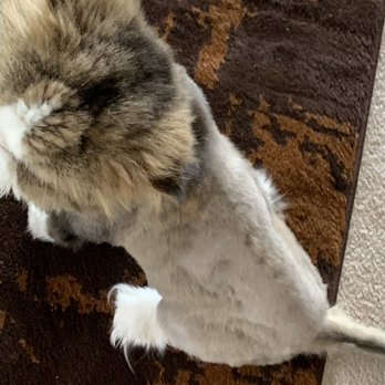 A Cut Above - Pet Groomers Near Me - Colorado Springs, Colorado A Cut Above - Pet Groomers Near Me - Colorado Springs, Colorado