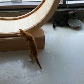 KitTea - Pet Adoption Near Me - San Francisco, California