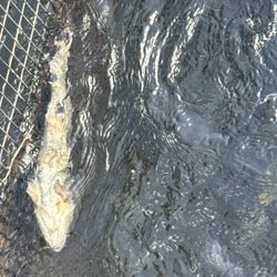 Shepherd of the Hills Fish Hatchery